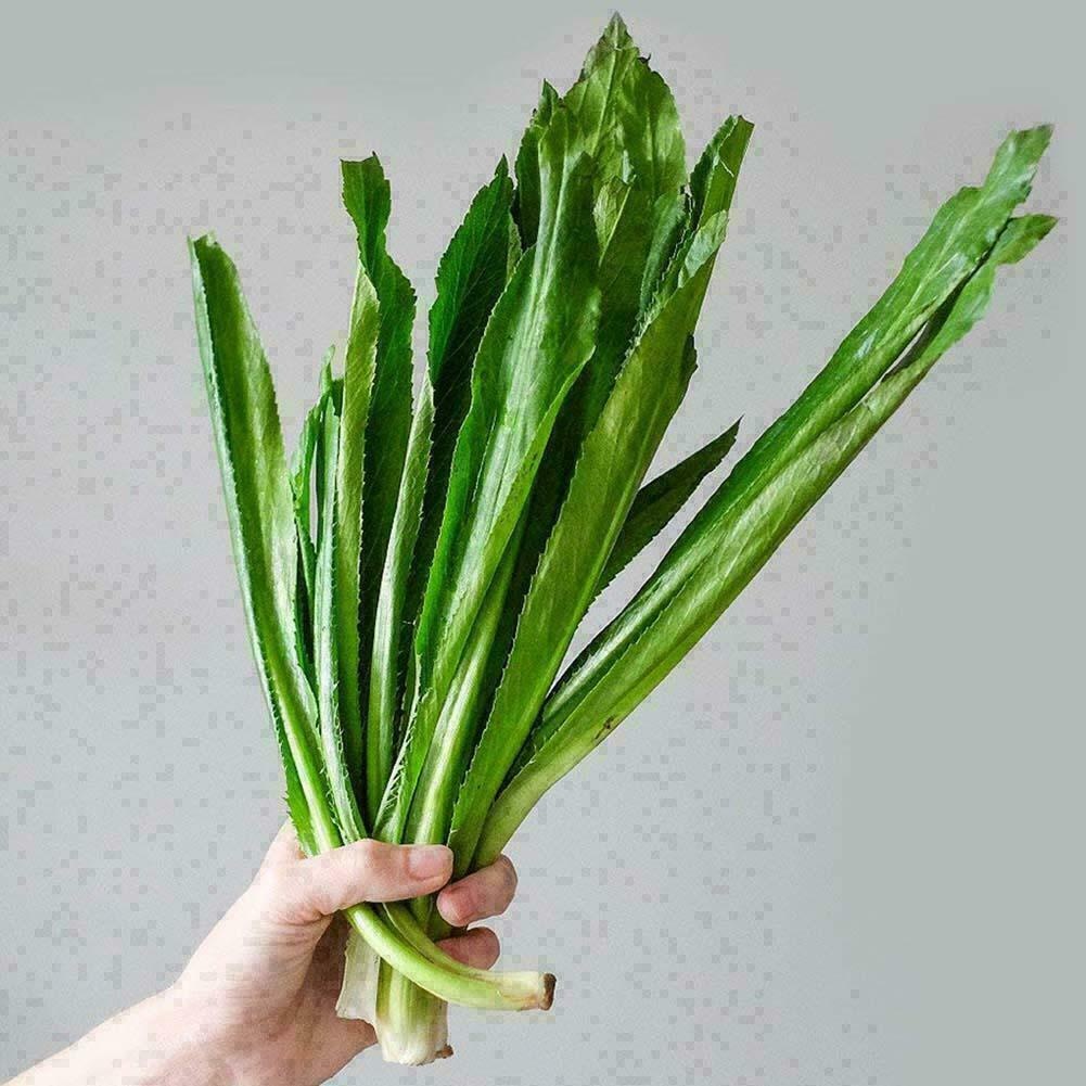 s-l1200 (39) Hạt Giống Ngò gai ( mùi tàu )
