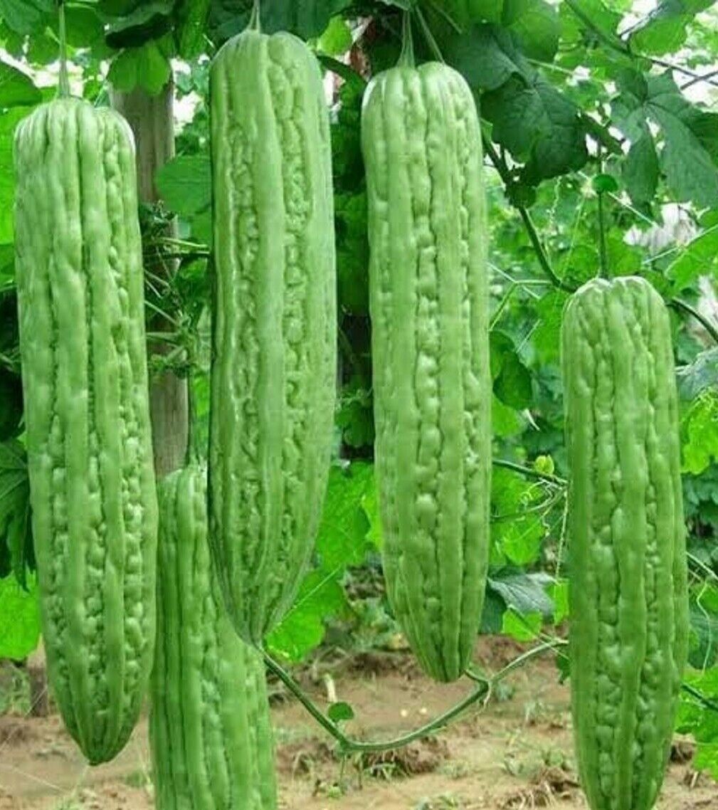 Hạt Giống Mướp đắng da trơn khổng lồ
