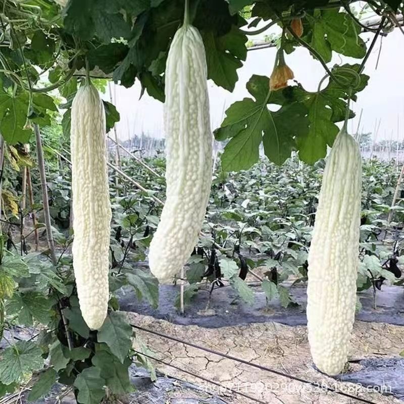 Hạt Giống Mướp đắng trắng dài