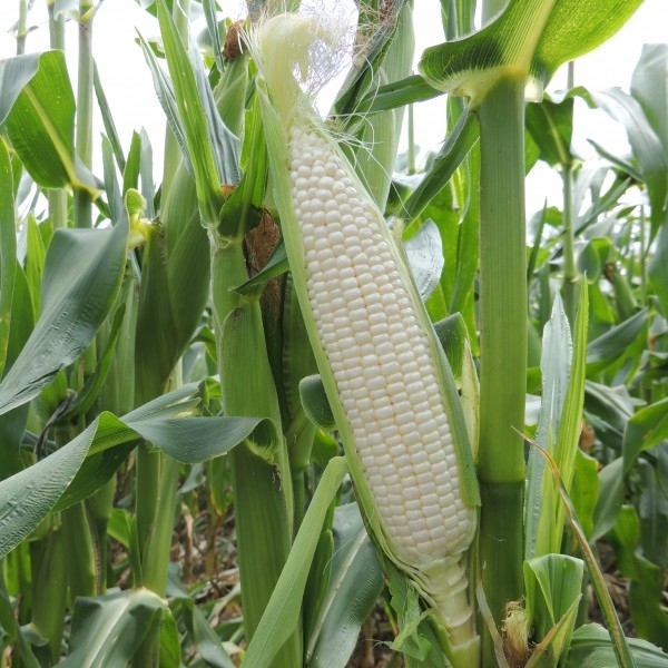 seminis_sweetcorn_qhw6rh1229 Hạt Giống Ngô nếp dẻo lai F1