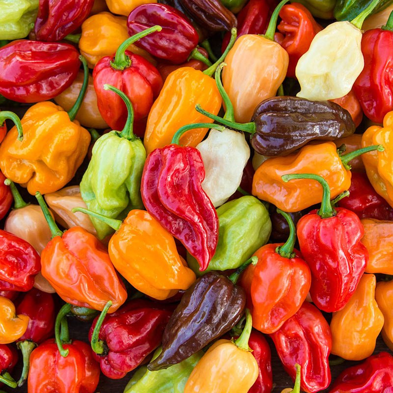 sg-11134207-7qvez-levdegct28abb5 Hạt Giống Ớt Habanero nhiều màu
