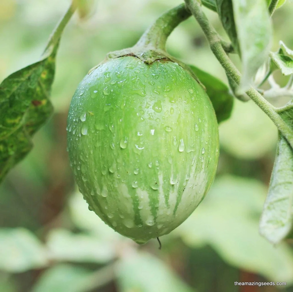 thaiSReggplant_1024x1024 Hạt Giống Cà ngọt lai F1