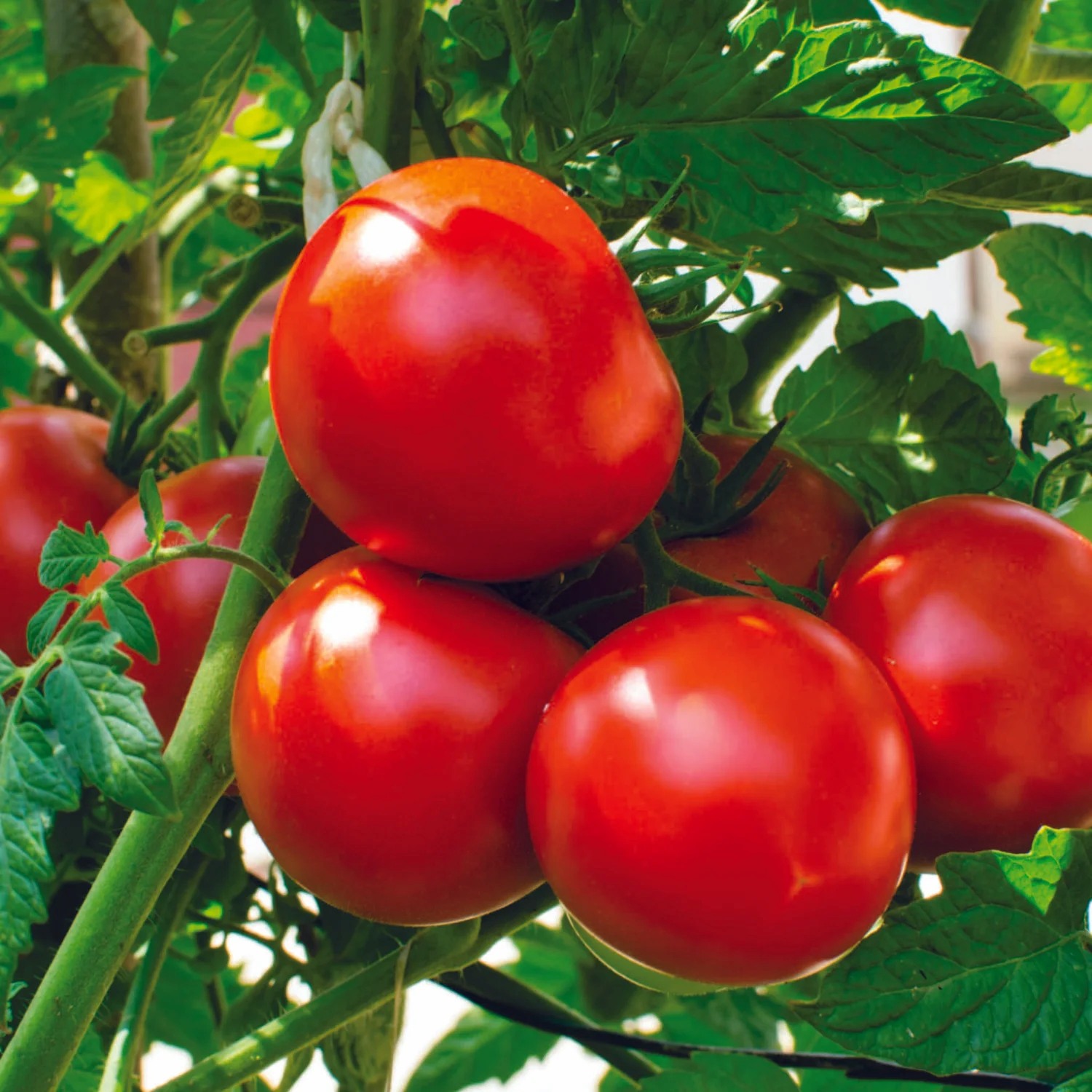 tomatoseeds Hạt Giống Cà chua chùm ninja F1 Thái Lan
