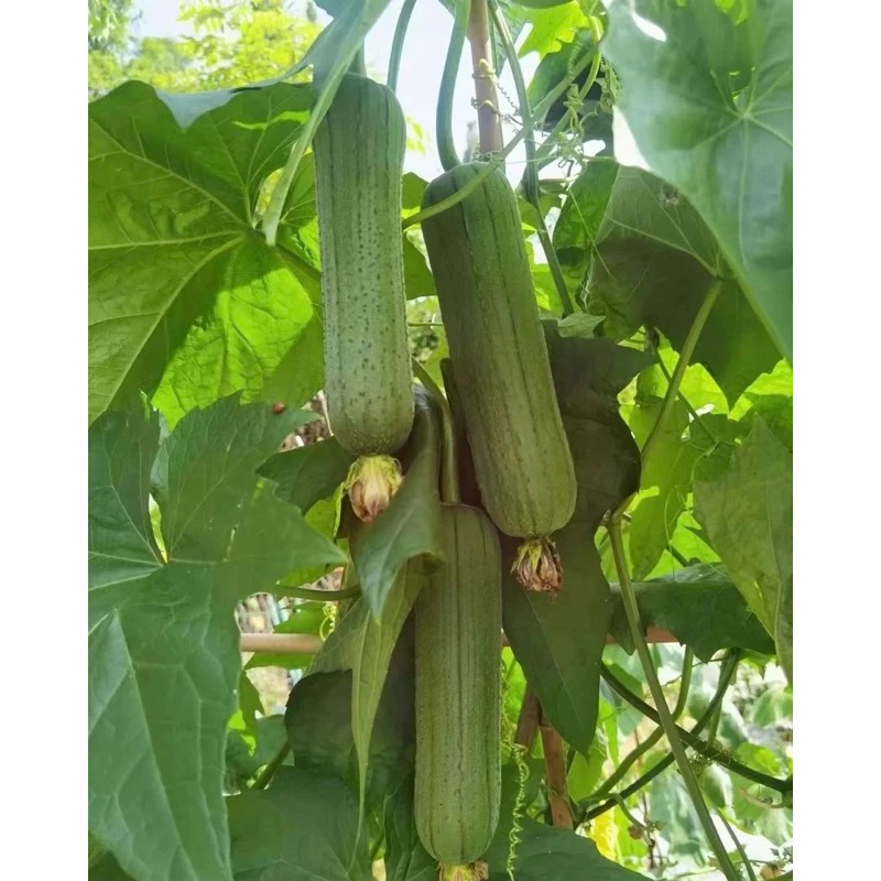 Hạt Giống Mướp hương bao tử