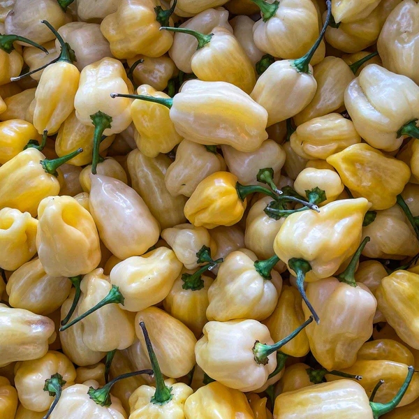 white-habanero-chilli-1kg-chilli-mash-company-chilli-mash-company-270804_grande Hạt Giống Ớt Habanero trắng