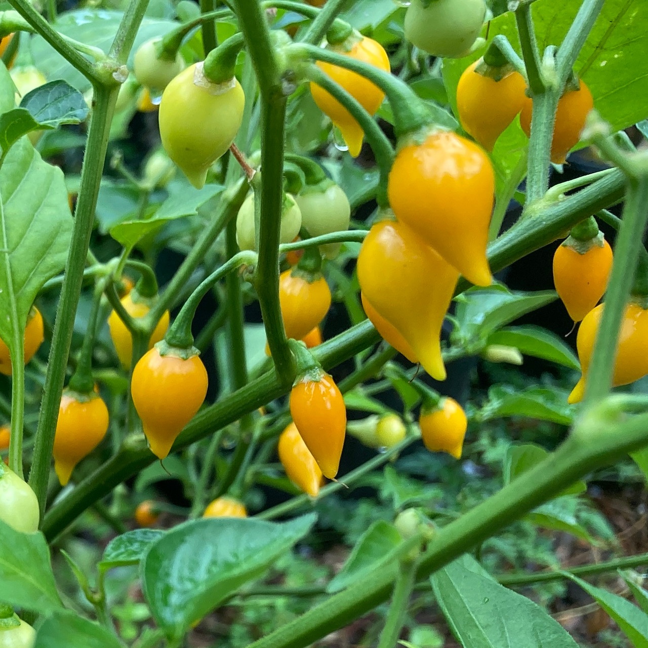 yellow_biquinho_pepper_seeds_tyler_farms_plants__15705 Hạt Giống Ớt mỏ chim vàng Biquinho yellow