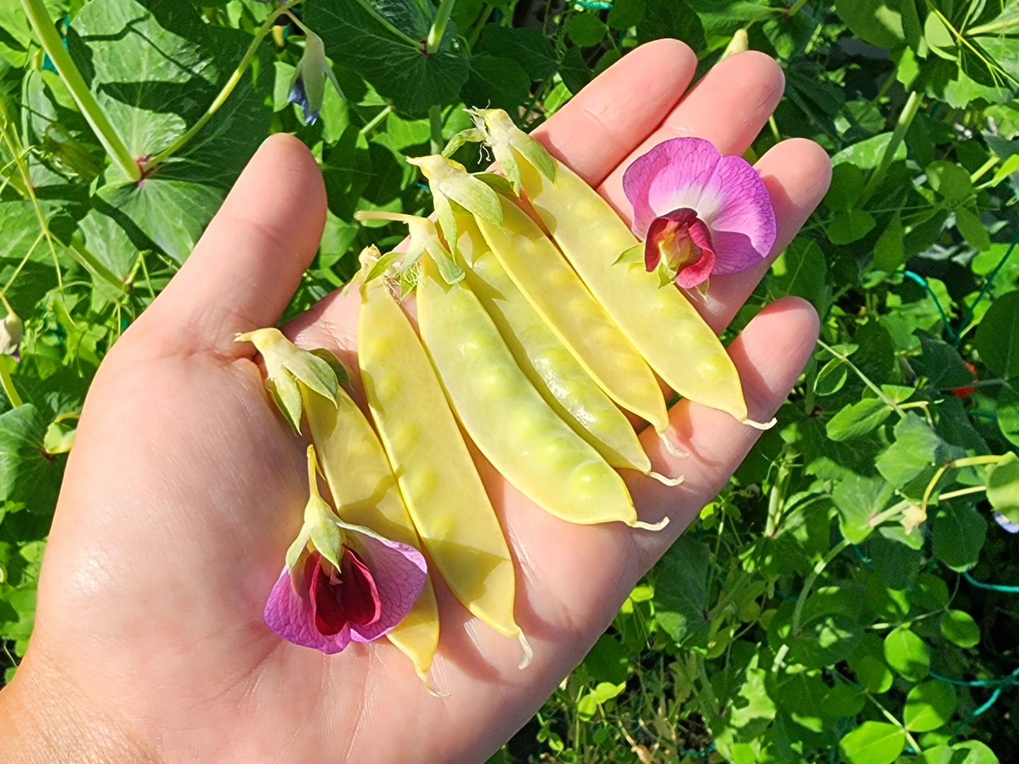 yellowsnowpea1_1946x Hạt Giống Đậu hà lan vàng