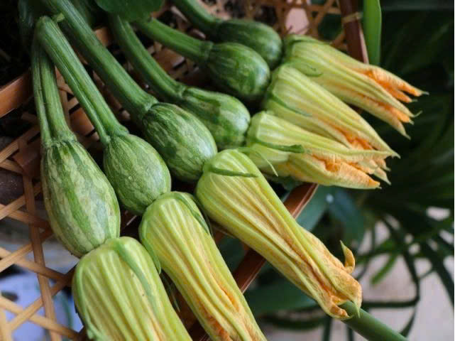 Hạt Giống Bí siêu nụ