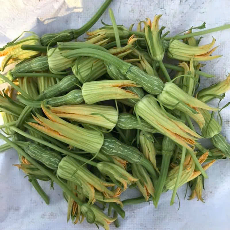 Hạt Giống Bí siêu nụ