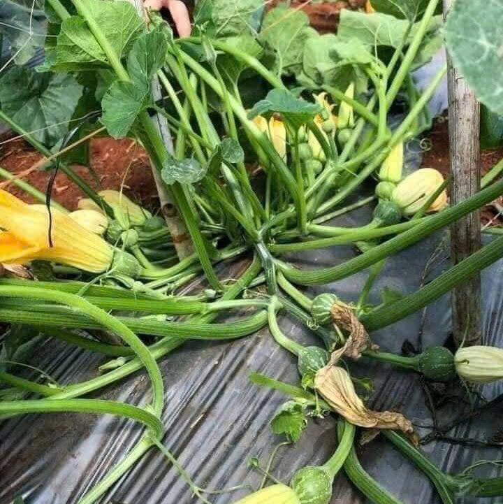 Hạt Giống Bí siêu nụ