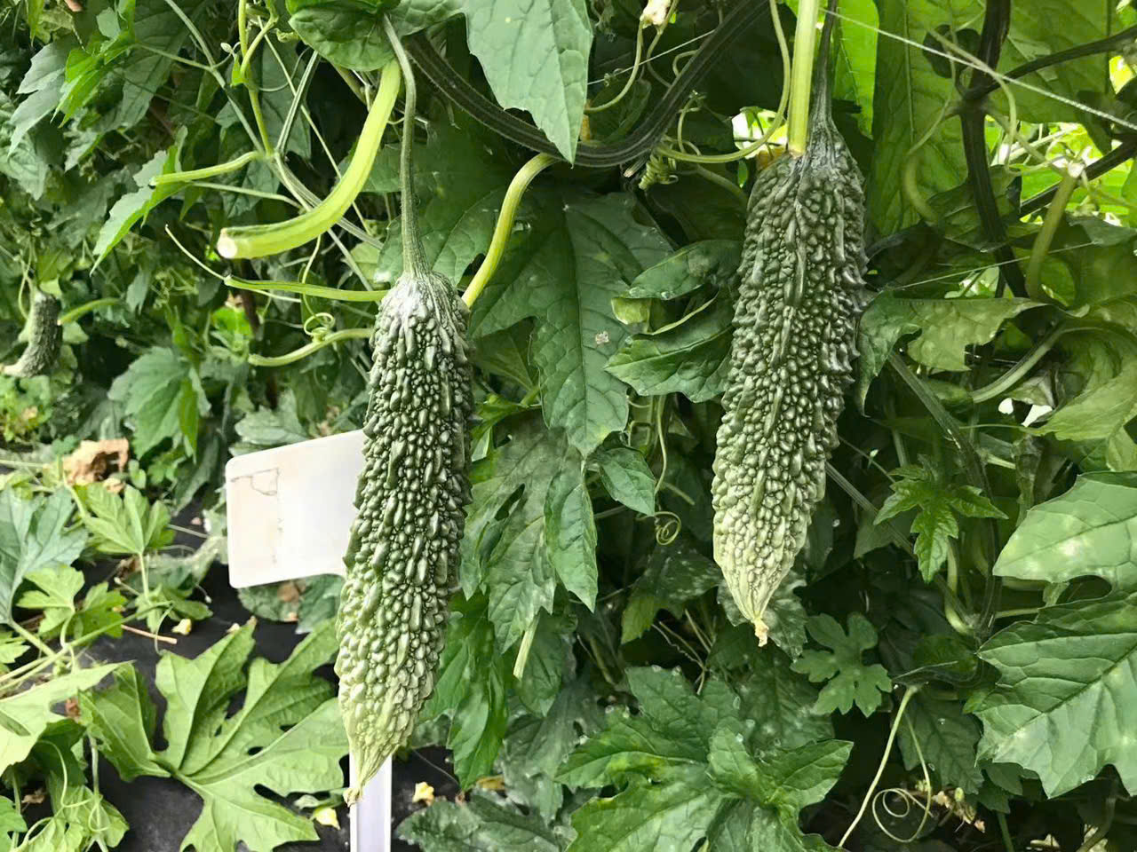 Hạt Giống Mướp đắng da cóc khổng lồ