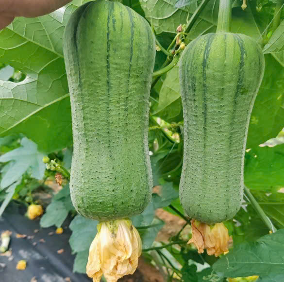Hạt Giống Mướp béo tứ quý
