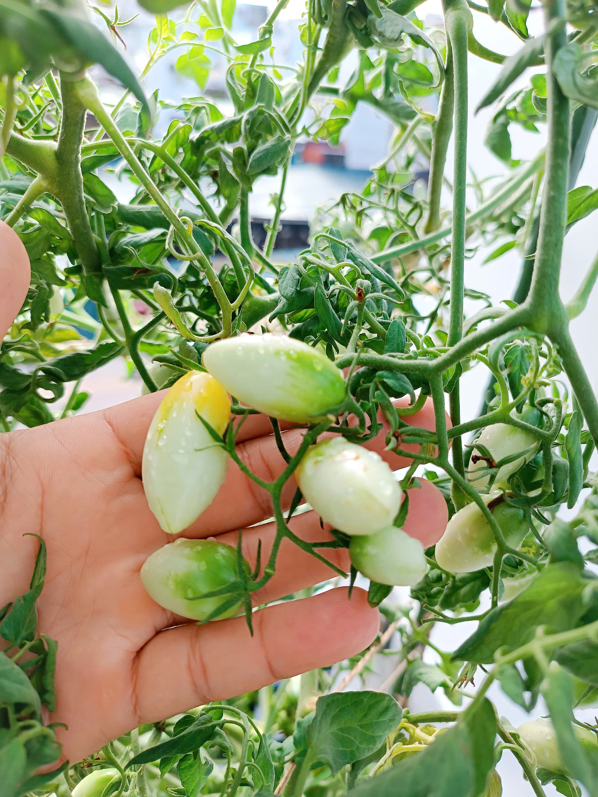 z7114457496547_a46fa5c07600a48f31fb76bd03a516e4 Hạt Giống Cà chua thiên nhiên kỉ trắng F1