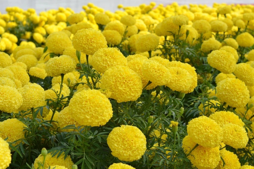 15-yellow-marigold-x776-paudha-original-imafvzxmdgx5hqwm Hạt Giống Hoa Vạn thọ vàng chanh Venus F1