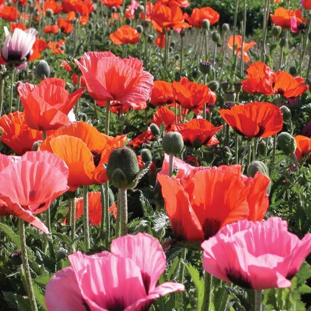 1_Poppy_Pizzicato_5 (1) Hạt Giống Hoa poppy nhiều màu