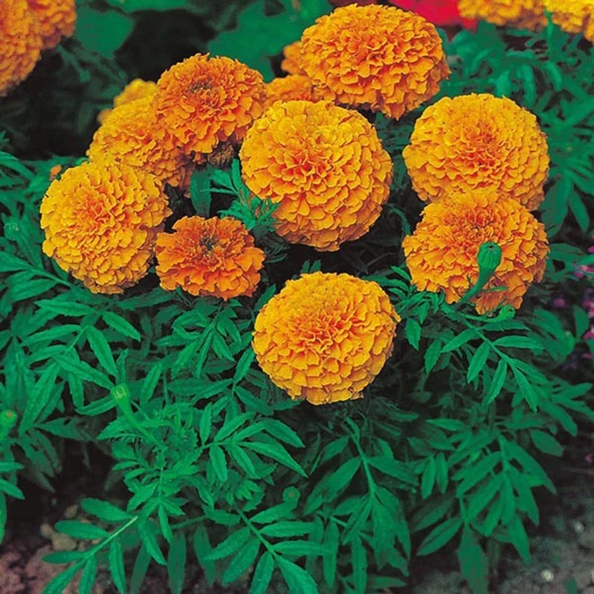 35-marigold03-plantseeds-original-imafzhhhmpje45ju Hạt Giống Hoa Vạn thọ cam siêu lùn F1