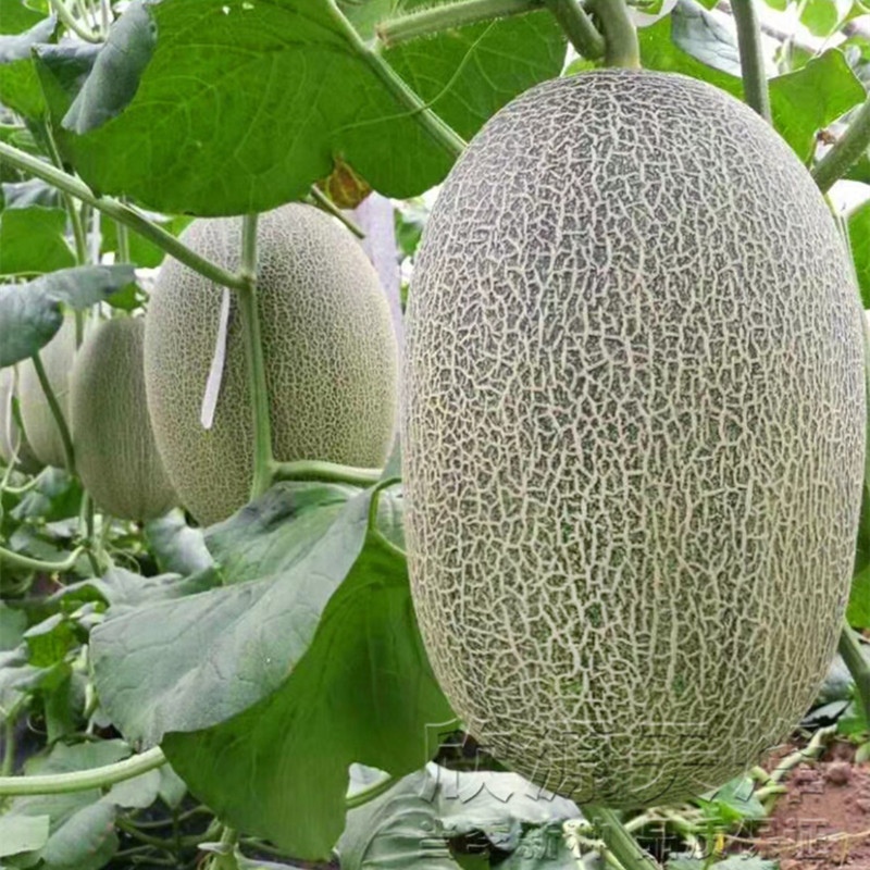 Hạt Giống Dưa lưới hami F1