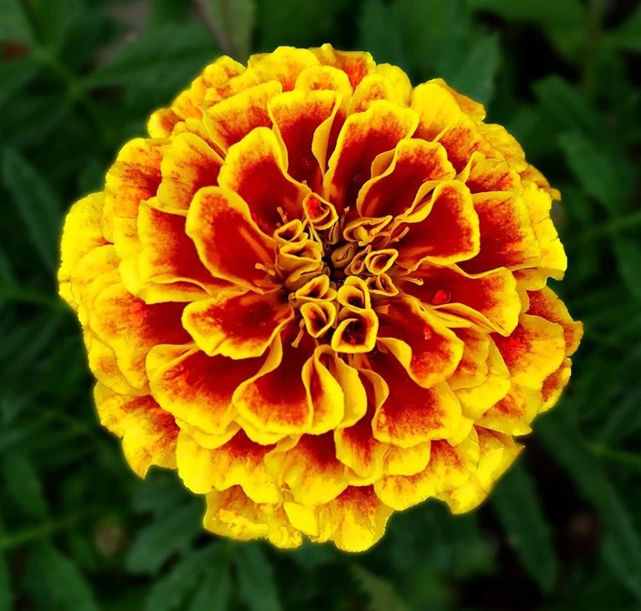 500-vlr-51-french-marigold-flower-seeds-500-seeds-vibex-original-imaggnkshpwd28zf Hạt Giống Hoa Vạn thọ pháp viền F1