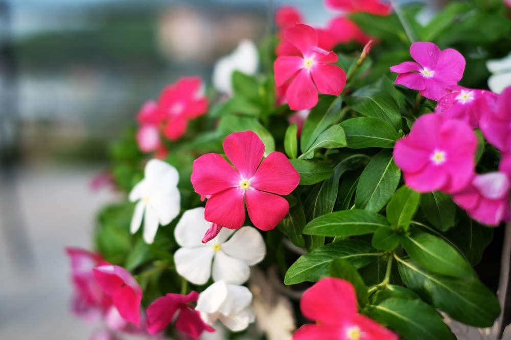 Hạt Giống Hoa dừa cạn