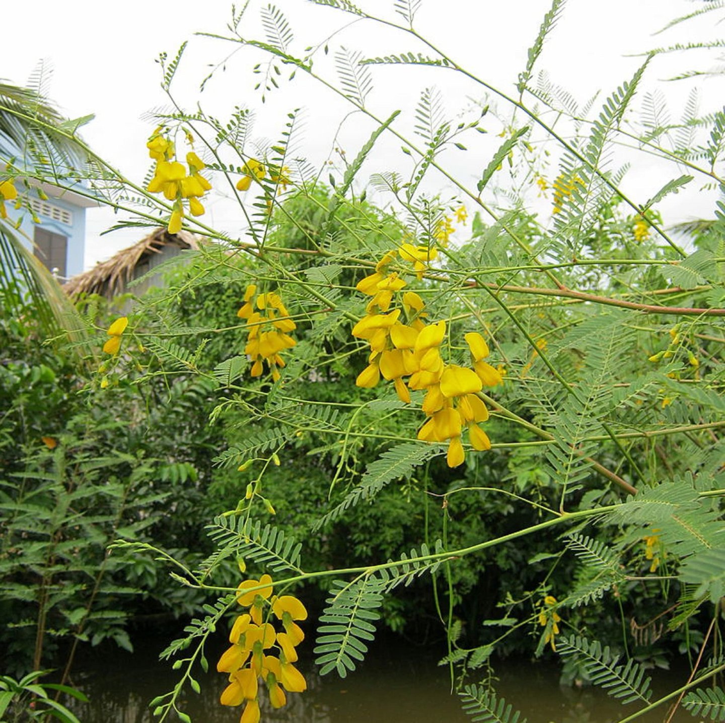 Hạt Giống Hoa Bông điên điển