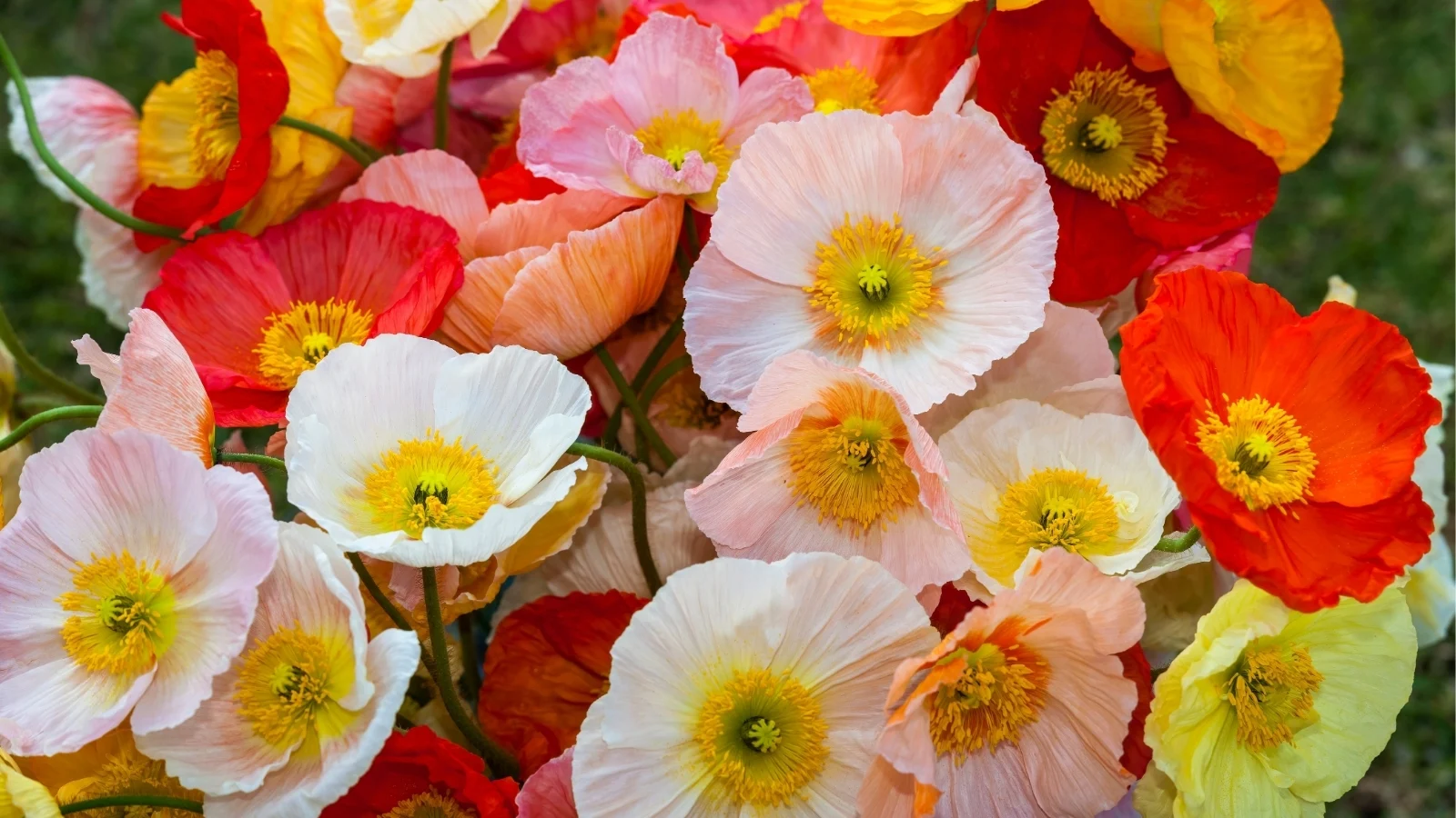 A-bunch-of-beautiful-brightly-coloured-poppy-flowers Hạt Giống Hoa poppy nhiều màu