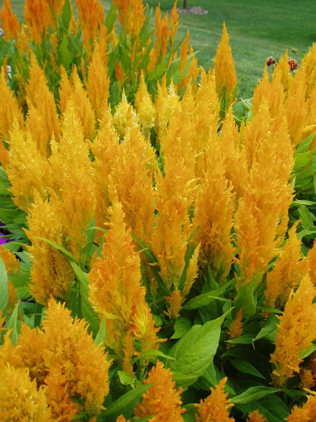 Celosia_Fresh-Look-Yellow-2004 Hạt Giống Hoa Phụng vỹ vàng F1
