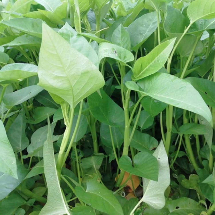 Chinese-Big-Leaf-Water-Spinach-Seed-for-Sale-New-Seeds Hạt Giống Rau muống lá to