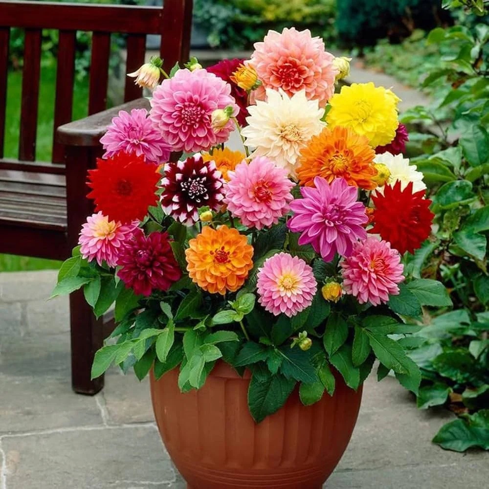 DhaliaFlowerplant-1 Hạt Giống Thược dược kép lùn F1