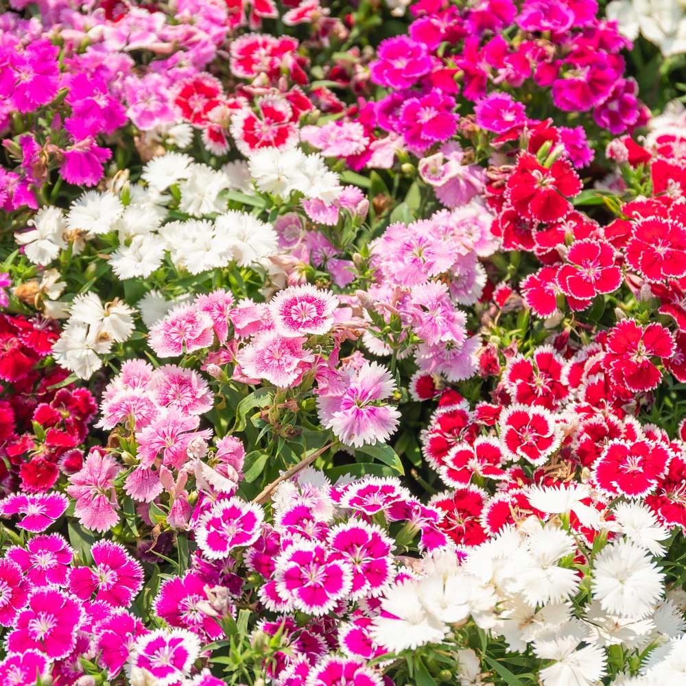 Dianthus-Sweet-William Hạt Giống Hoa Cẩm chướng kép F1
