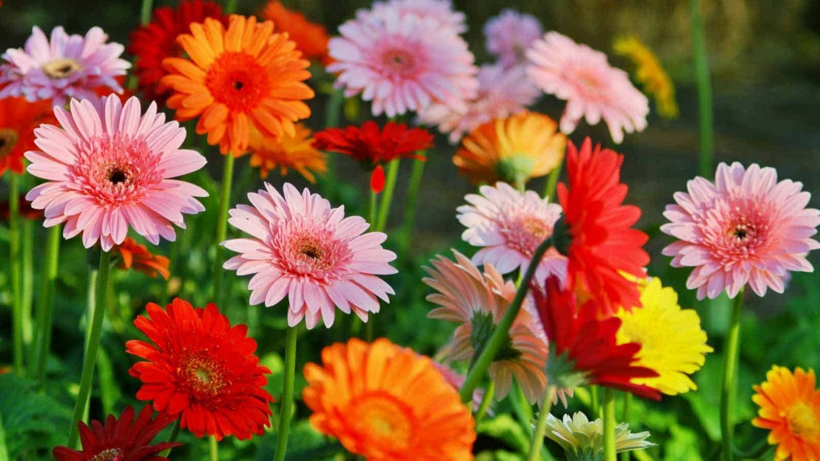 Gerbera-Daisies Hạt Giống Hoa đồng tiền F1