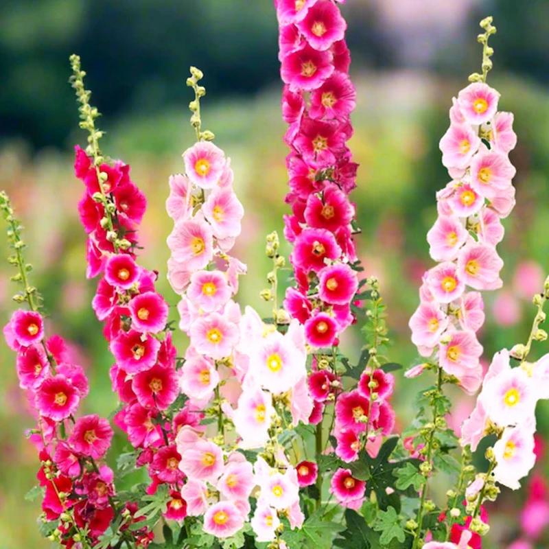 Hạt Giống Hoa Mãn đình hồng đơn
