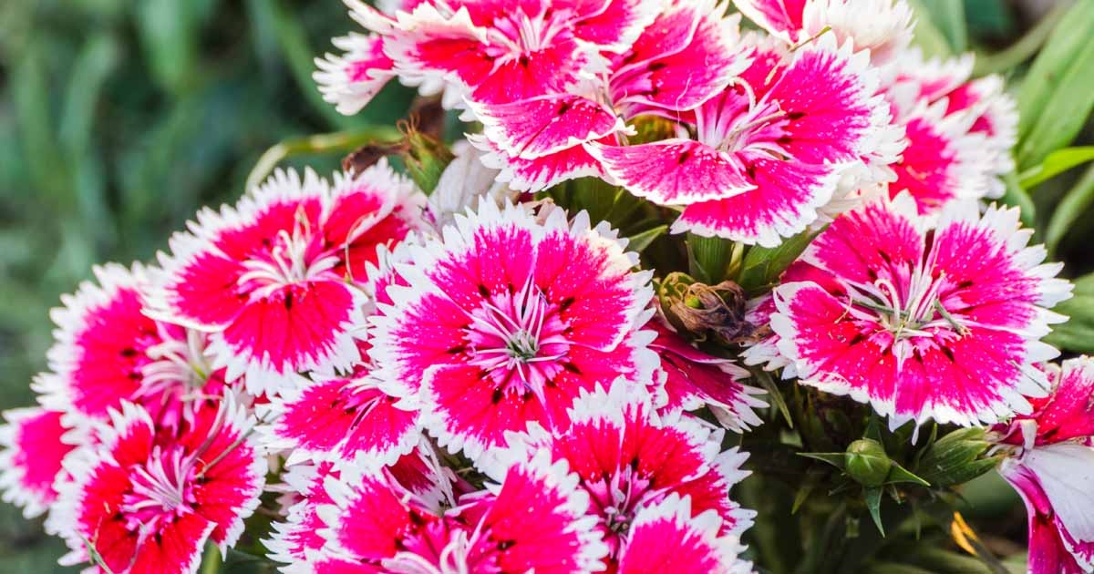 How-to-Grow-and-Care-For-China-Pink-Flowers-Dianthus-chinensis-FB (1) Hạt Giống Hoa Cẩm chướng kép F1