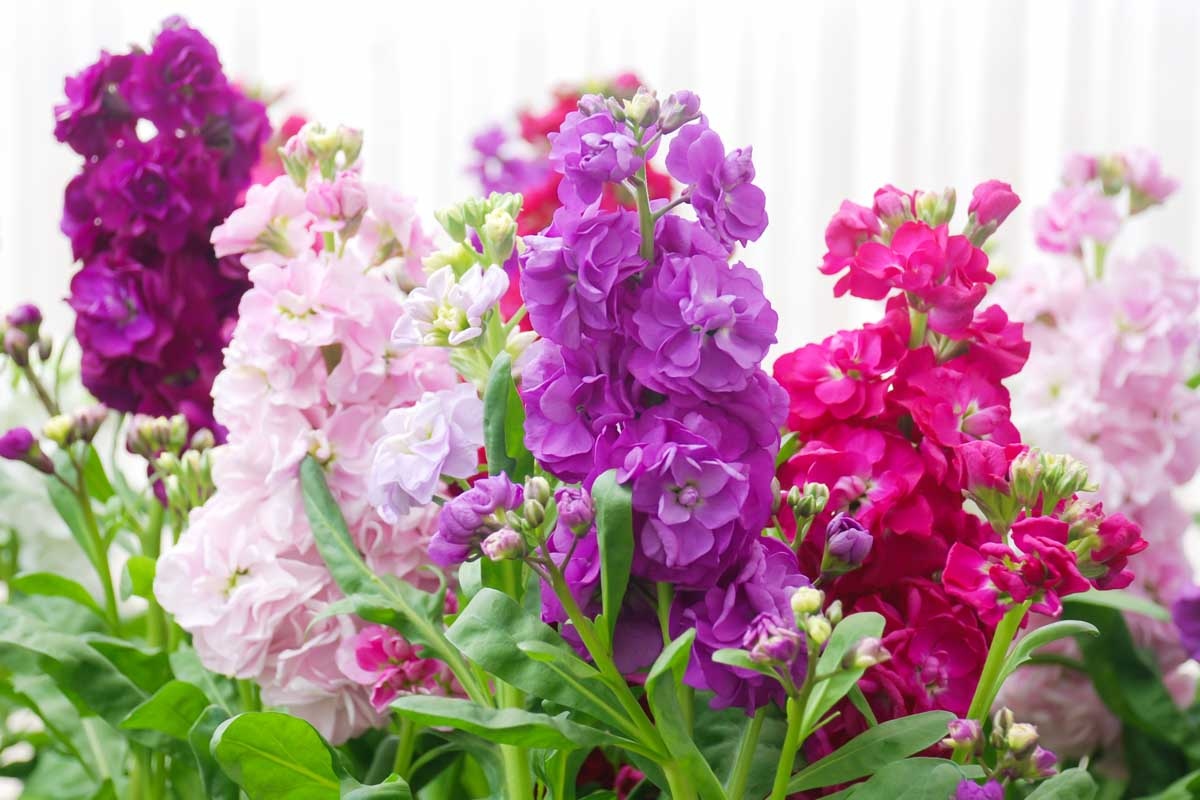 How-to-Grow-and-Care-for-Stock-Flowers-Matthiola-incana-Hero Hạt Giống Hoa thủy tiên F1