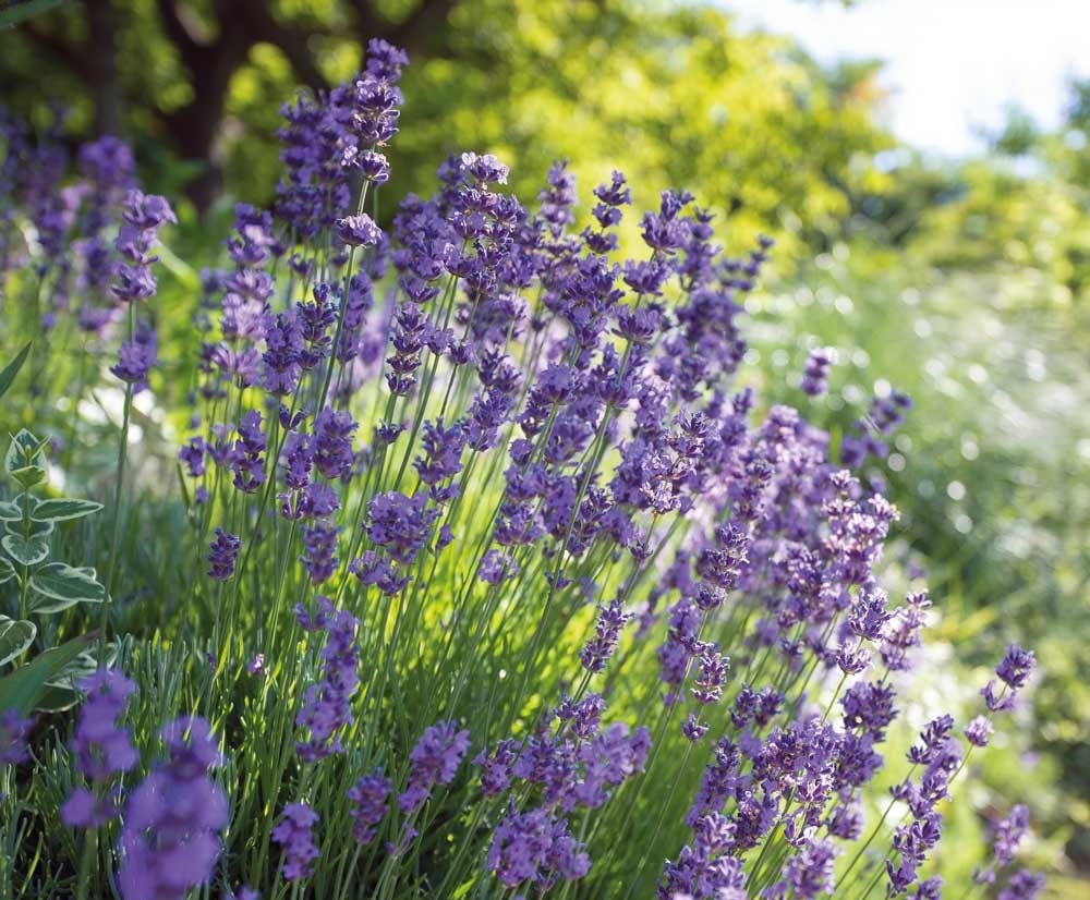 Hạt Giống Hoa Lavender