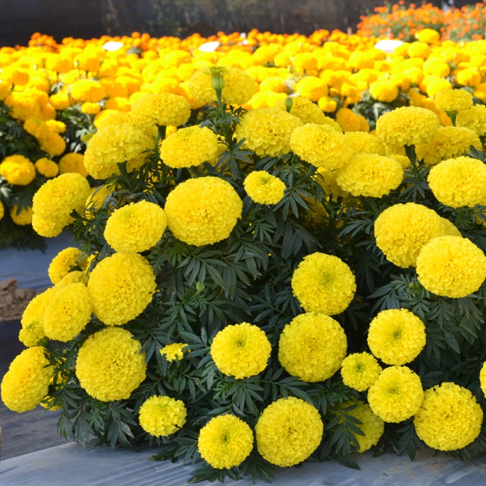 Marigold-MAR311-Bali-Yellow-8 Hạt Giống Hoa Vạn thọ vàng chanh Bali F1