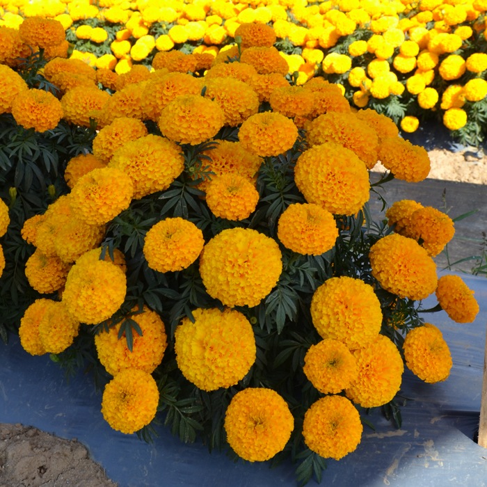 Marigold-MAR313-Bali-Orange-1 Hạt Giống Hoa Vạn thọ bali vàng F1