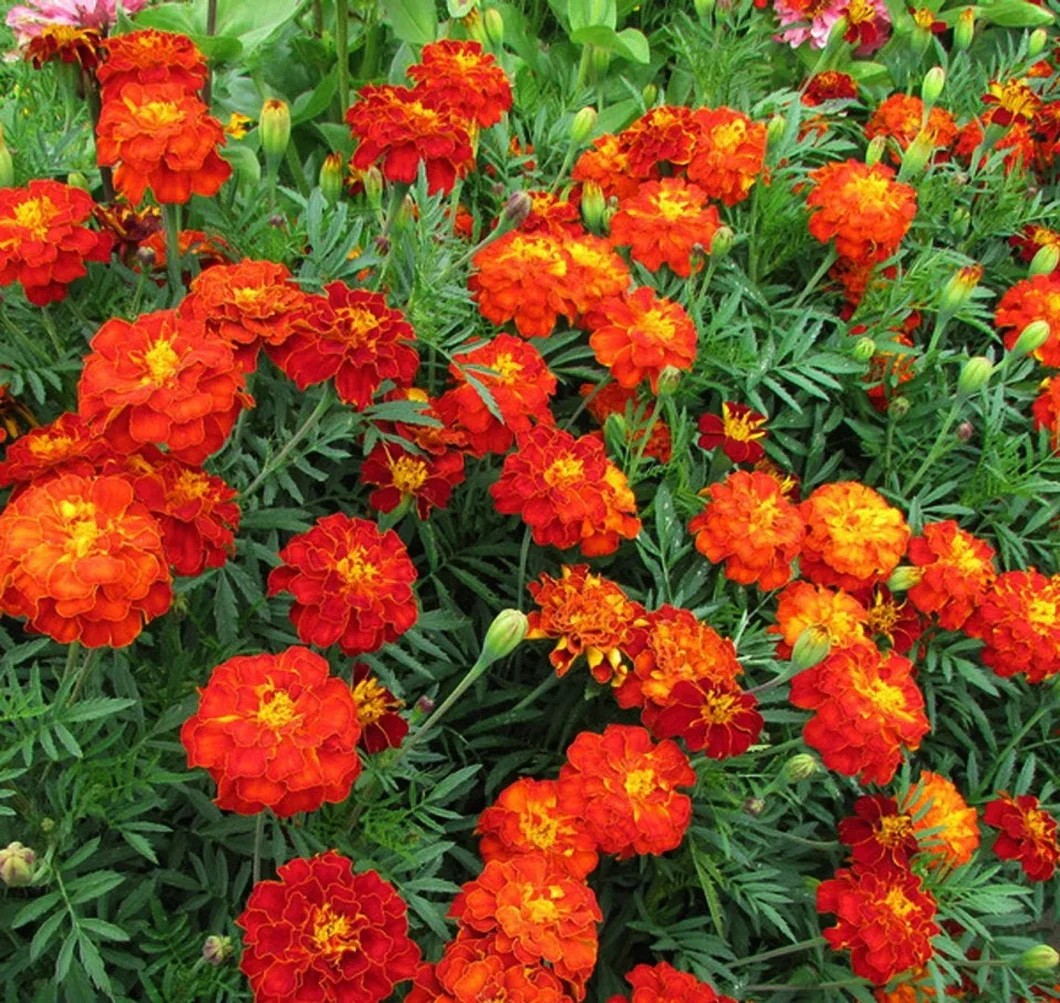 Marigold5_530x@2x Hạt Giống Hoa Vạn thọ pháp đỏ ban mai F1