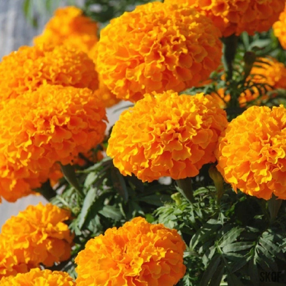 Marigoldorange-seed2plant Hạt Giống Hoa Vạn thọ cam Venus F1