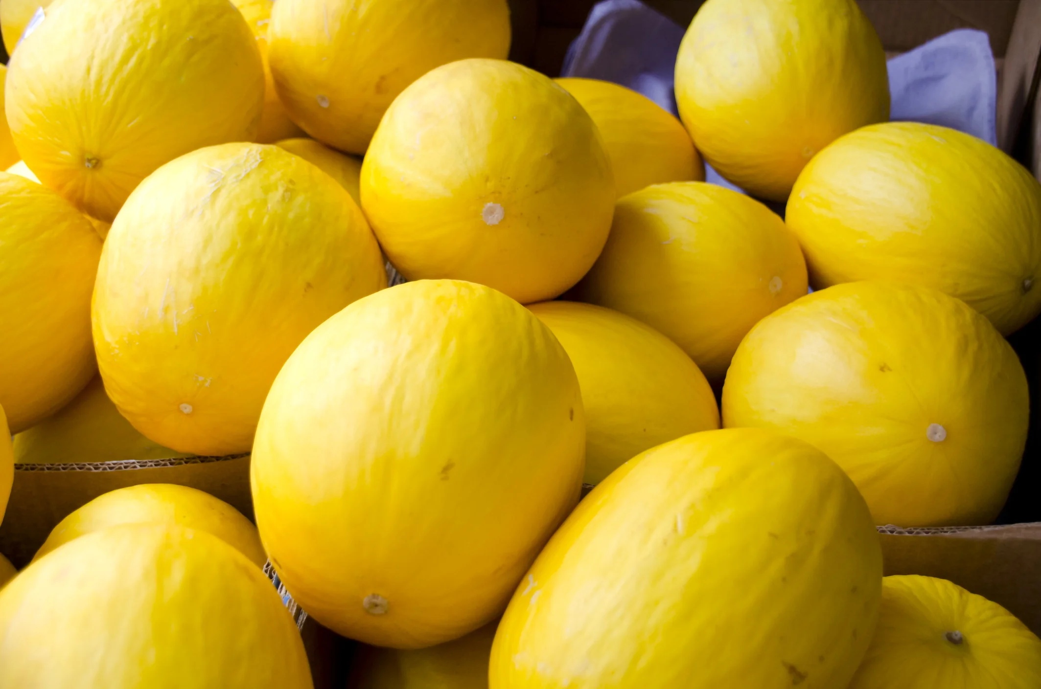 Melon_CanaryYellow Hạt Giống Dưa lê hoàng hậu ruột trắng F1