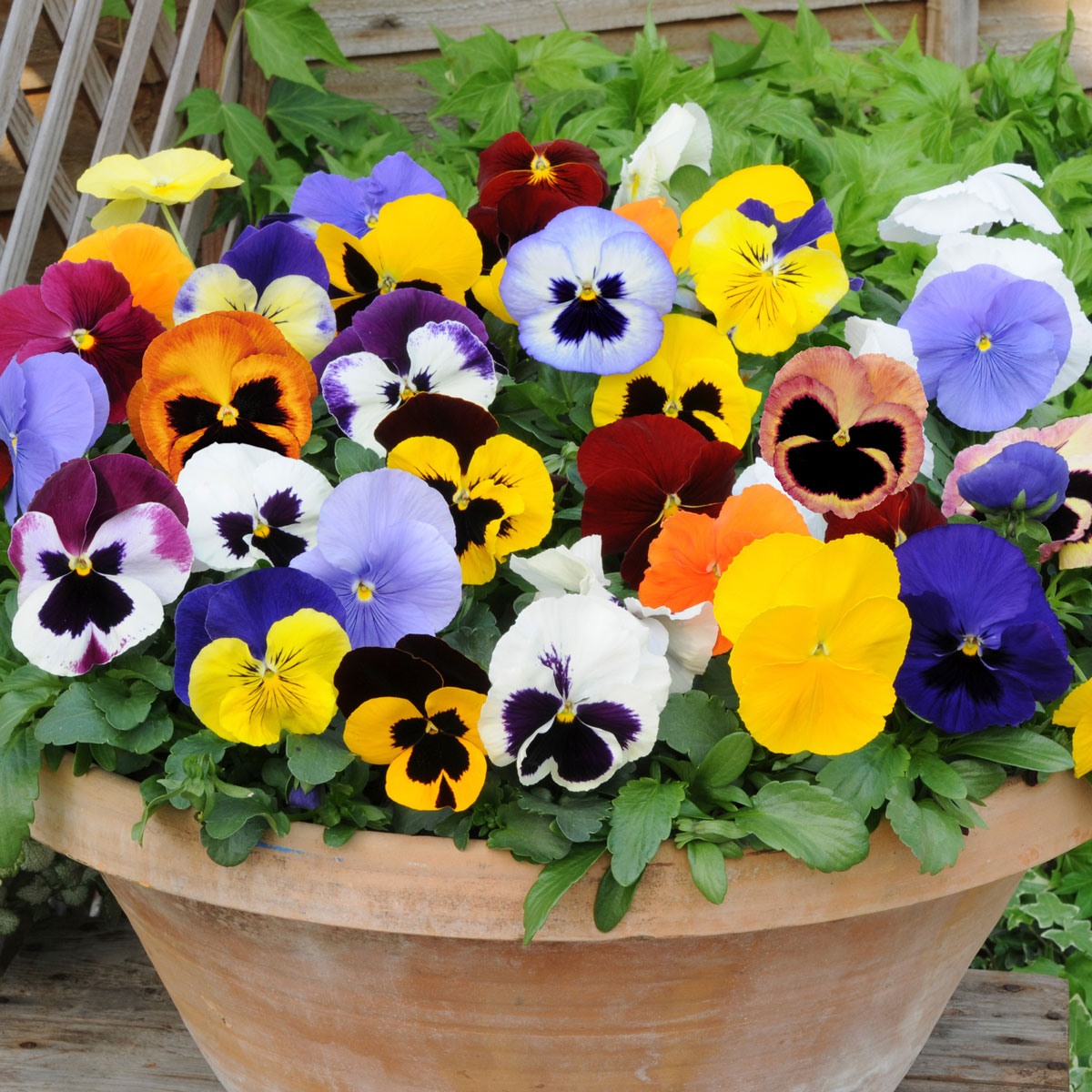 Pansy_Matrix_Mix_Container_9301-_281_29_1620e23ea22263 Hạt Giống Hoa pansy nhiều màu F1