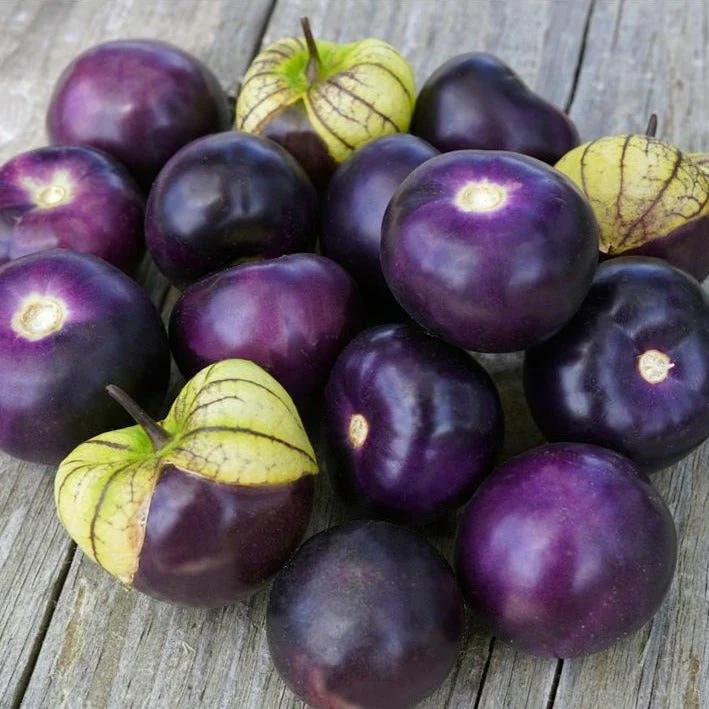 PurpleTomatillo Hạt Giống thù lù tím F1