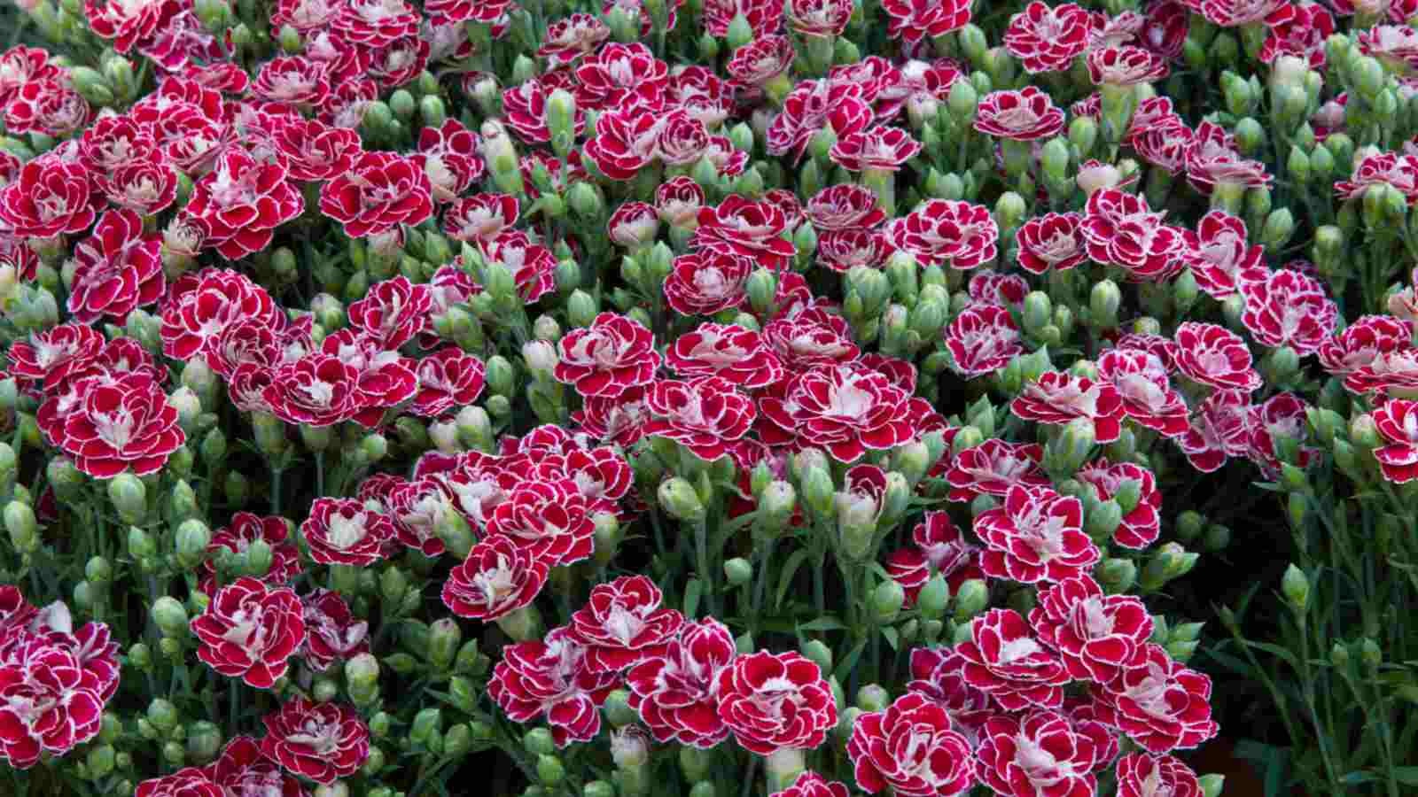 Red-dwarf-carnation Hạt Giống Cẩm chướng lùn