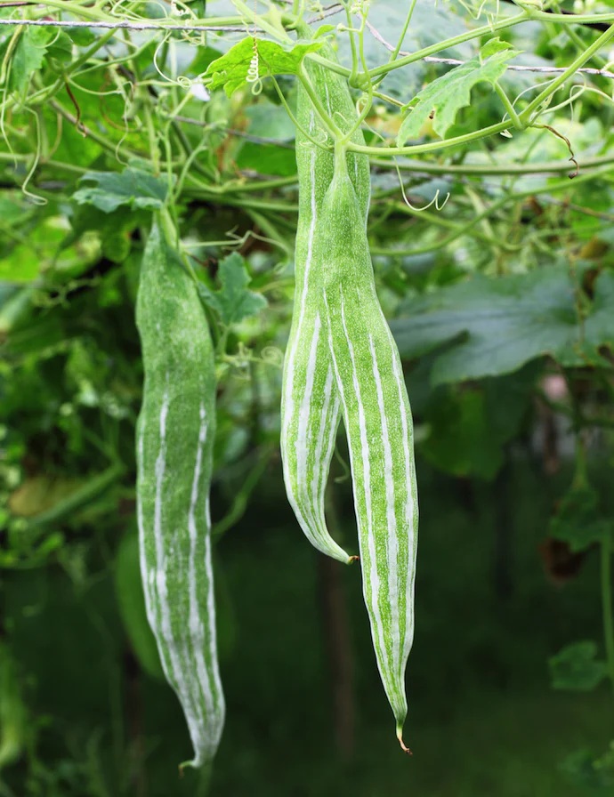 Hạt Giống Lặc lày