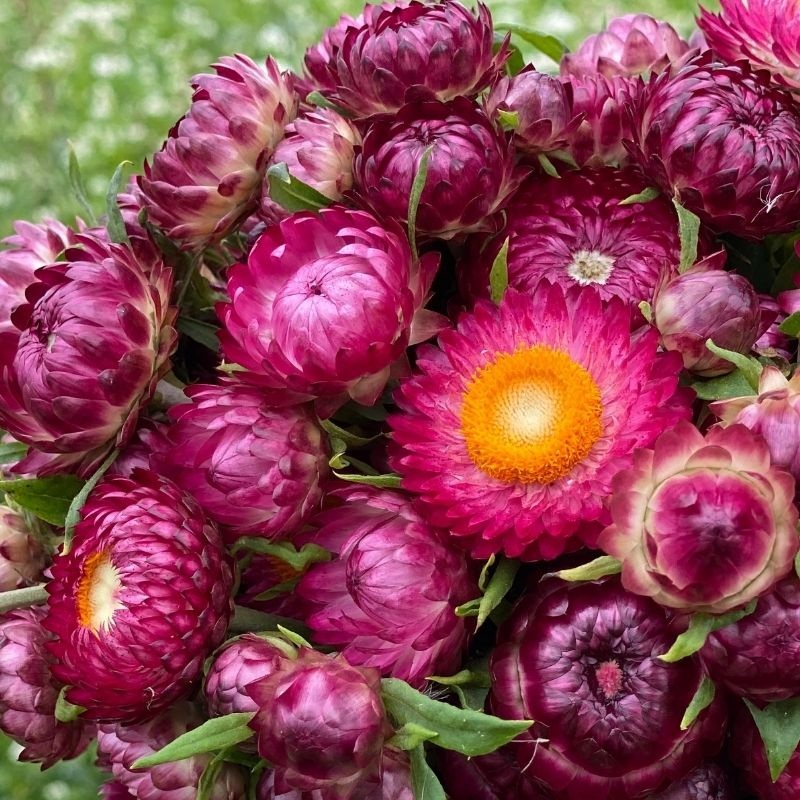 Strawflower-Bright-Rose Hạt Giống Hoa Cúc bất tử hồng F1