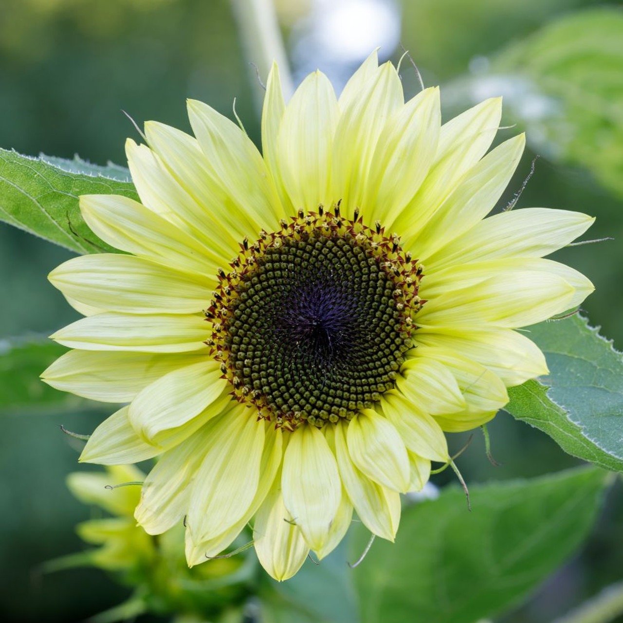 Sunflower_Lemon_Queen_3000241__82517 Hạt Giống Hoa Hướng dương vàng chanh F1