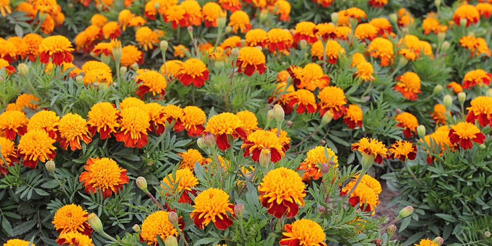 Tagetes-Tiger-Eyes Hạt Giống Hoa Vạn thọ mắt hổ