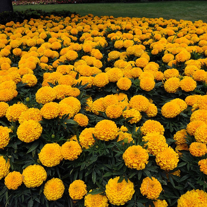 african-marigold-taishan-gold-garden-2 Hạt Giống Hoa Vạn thọ bali vàng F1