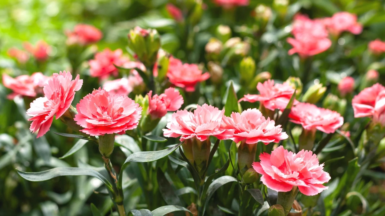 carnations Hạt Giống Cẩm chướng lùn