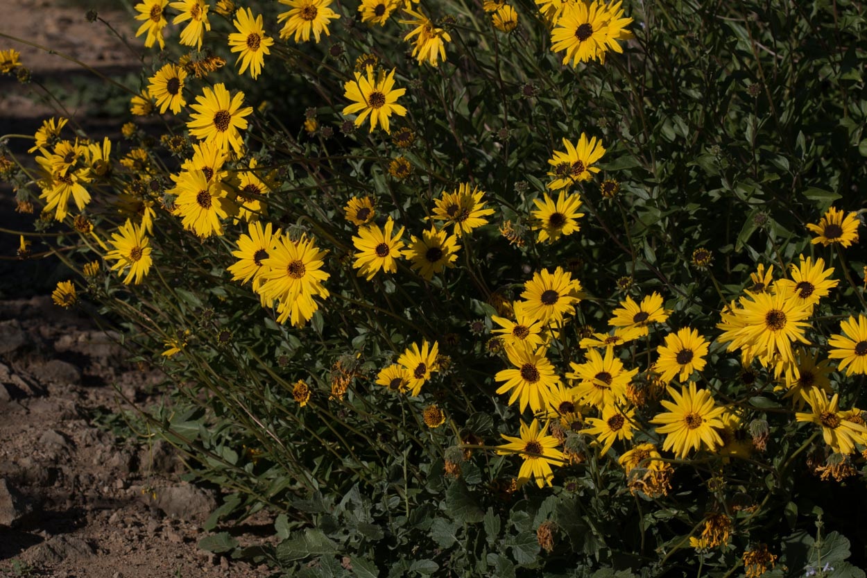 coastal_sunflower7 Hạt Giống Hoa Hướng dương bụi mini