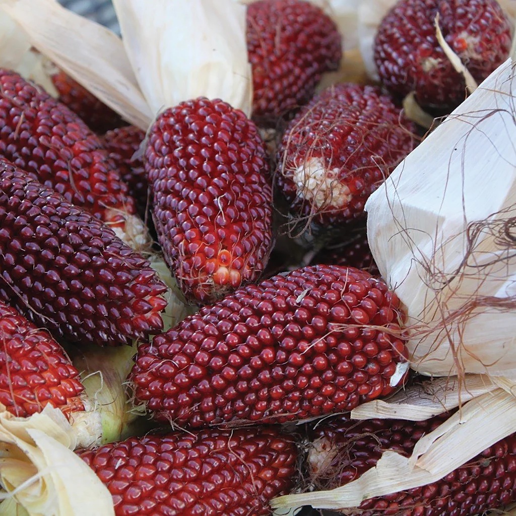 Hạt Giống Ngô dâu tây